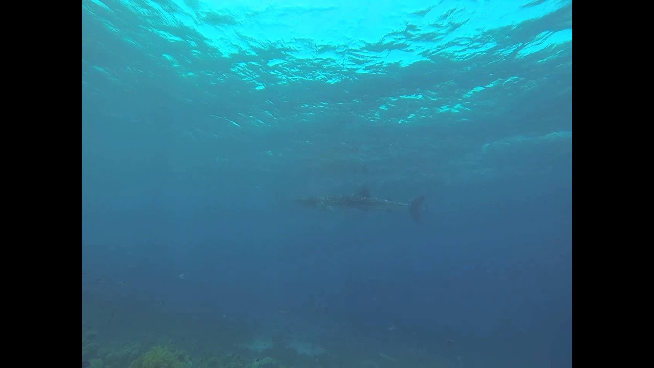 Whale shark