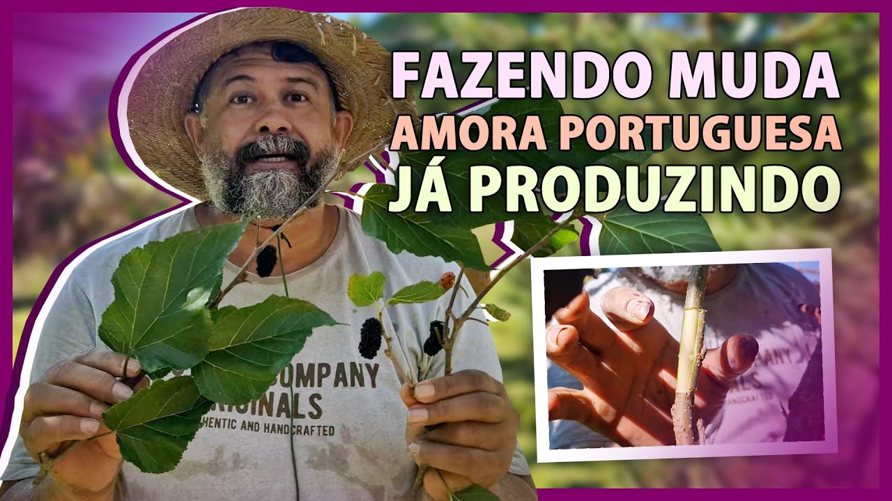 Como fazer MUDAS DE FRUTAS j&aacute; produzindo