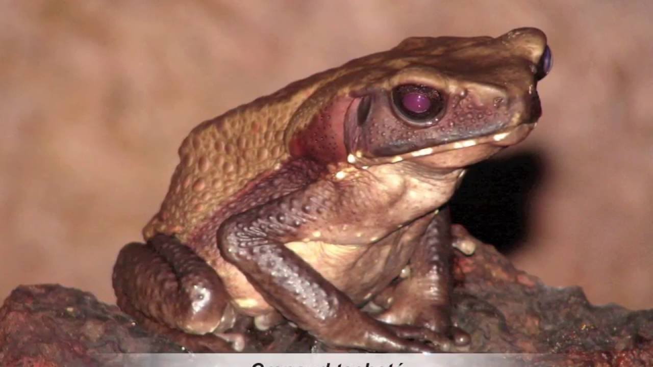 Quelques Reptiles et Amphibiens de Guyane (mise à jour)