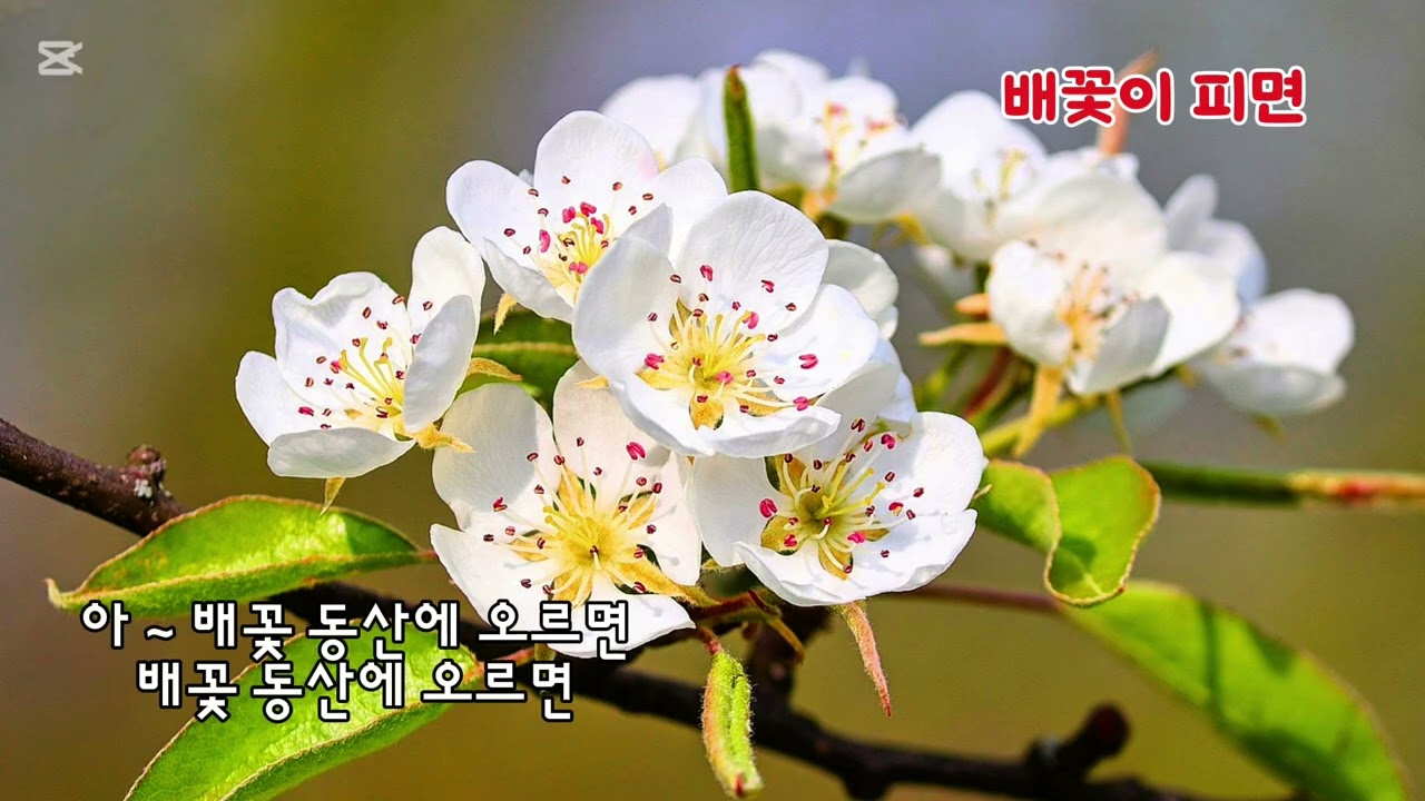 ■장성현가곡교실 [3006] 배꽃이 피면 ♡전경애 시/이경희 작곡 