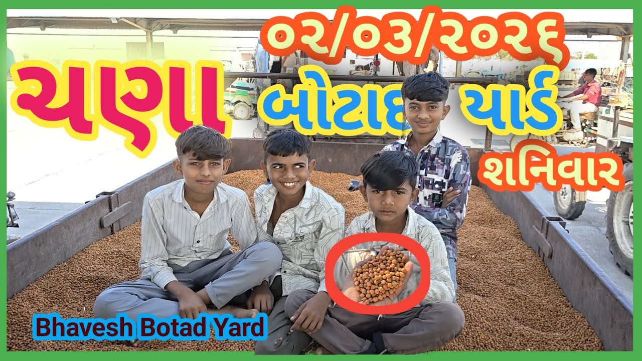 ચણા ના ભાવ બોટાદ માર્કેટિંગ યાર્ડ 02/03/2026 || Botad Marketing Yard ||#bhaveshbotadyard