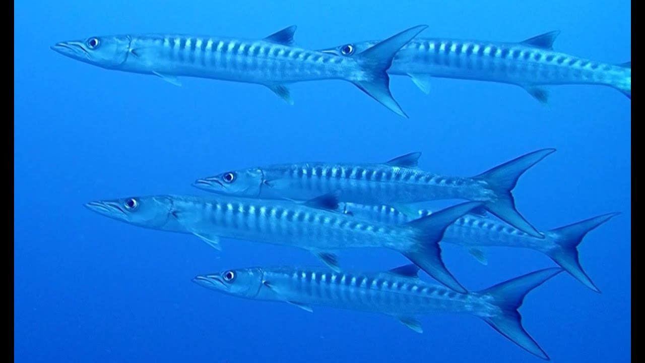 Diving Egypt - Red Sea - Brothers - Dedalus - Elphinstone Safari - Avril 2022   HD