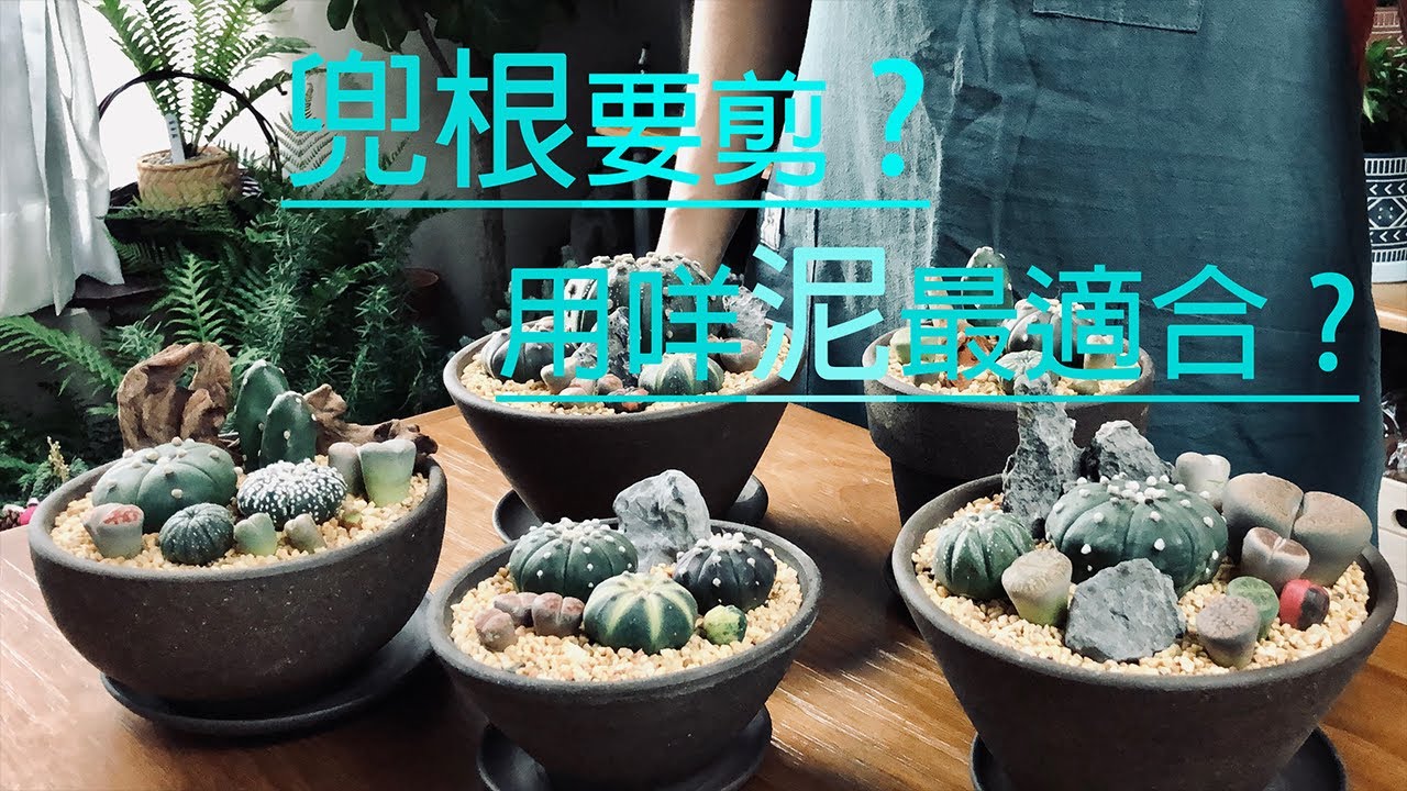 【星兜 x 生石花】小盆景組合製作|兜根修剪|花理幾分鐘