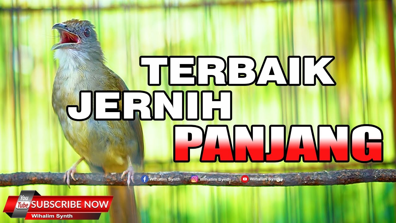#1🔴 KAPAS TEMBAK GACOR JERNIH PANJANG MANTAP UNTUK MASTERAN SEGALA JENIS BURUNG JERNIH CEPAT MASUK