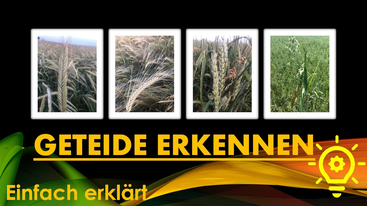 WAS ist WAS?!? GETREIDE einfach erkennen 🌾
