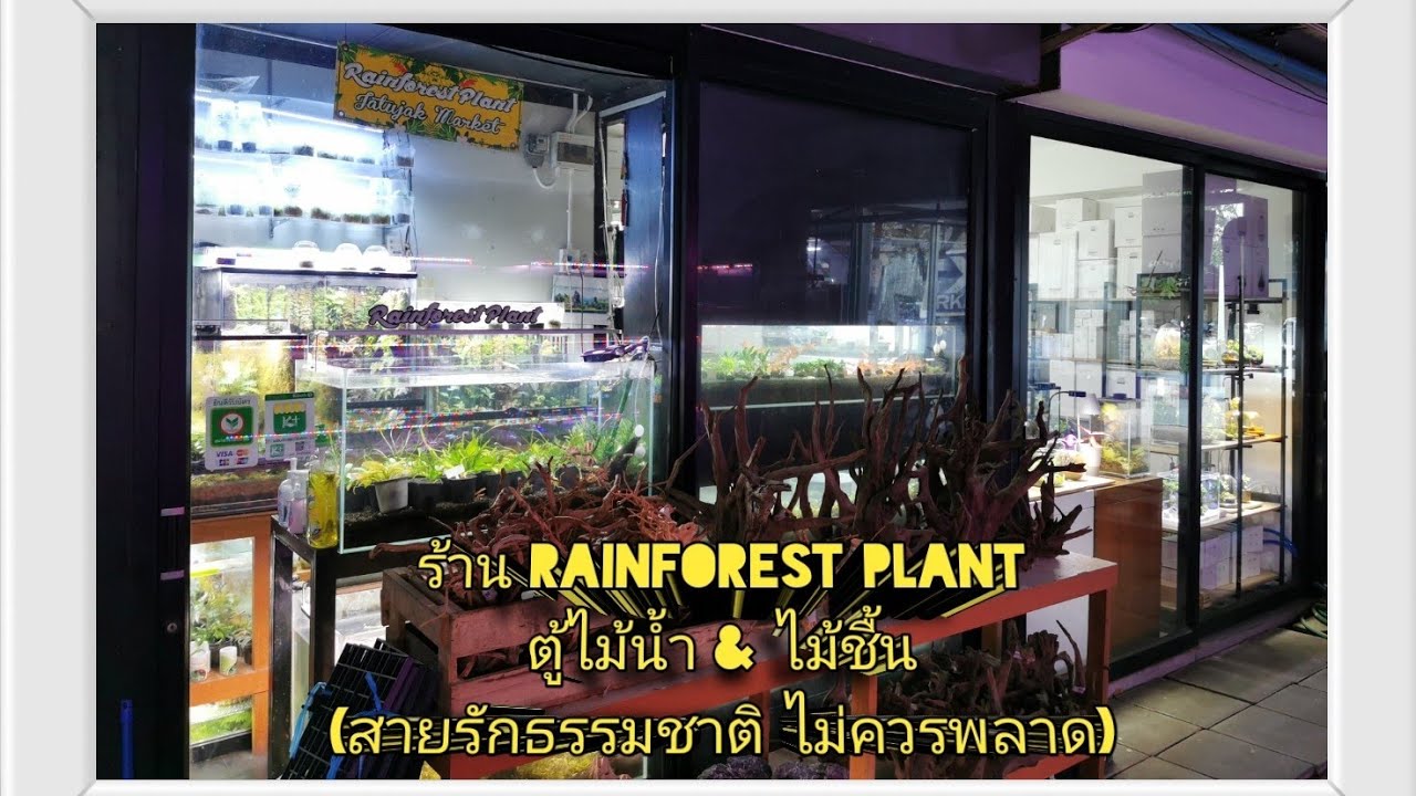 ร้าน Rainforest​ Plant​ (ตู้ไม้น้ำ &ไม้ชื้น)​