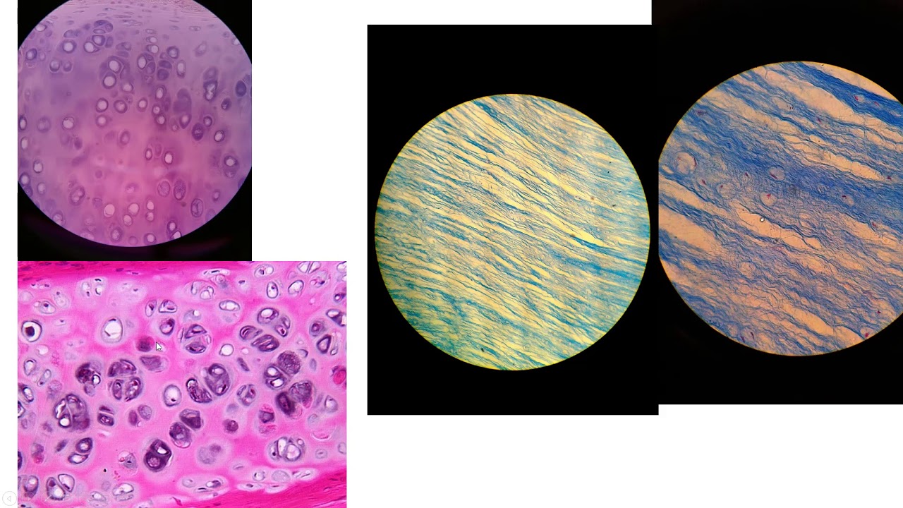 Tissue Drawing lab