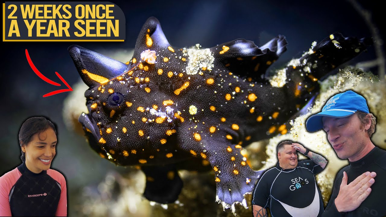 Finding CLOWN FROGFISH - Richest Rare Biodiversity I've EVER Seen in Philippines! (4k)