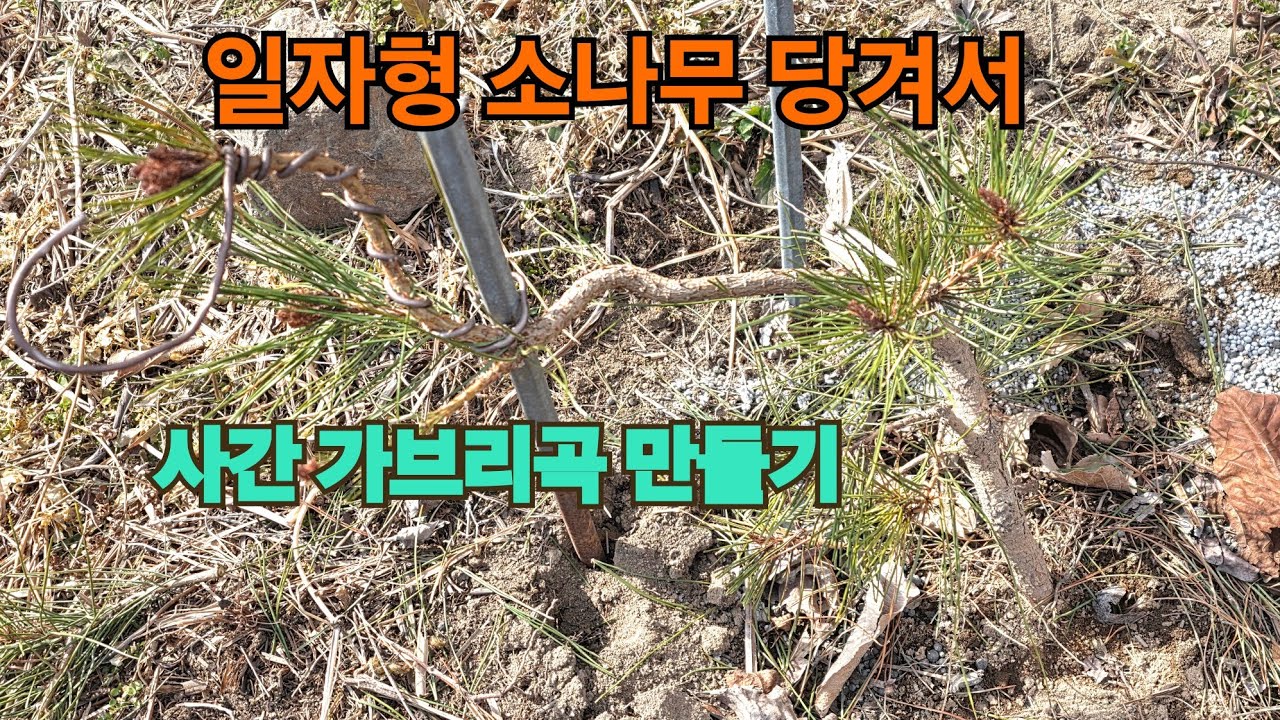 소나무 당기기 끈 고정 미니 문인목 곡 바꾸기 소나무 사간  가브리곡 소나무 회오리 곡선