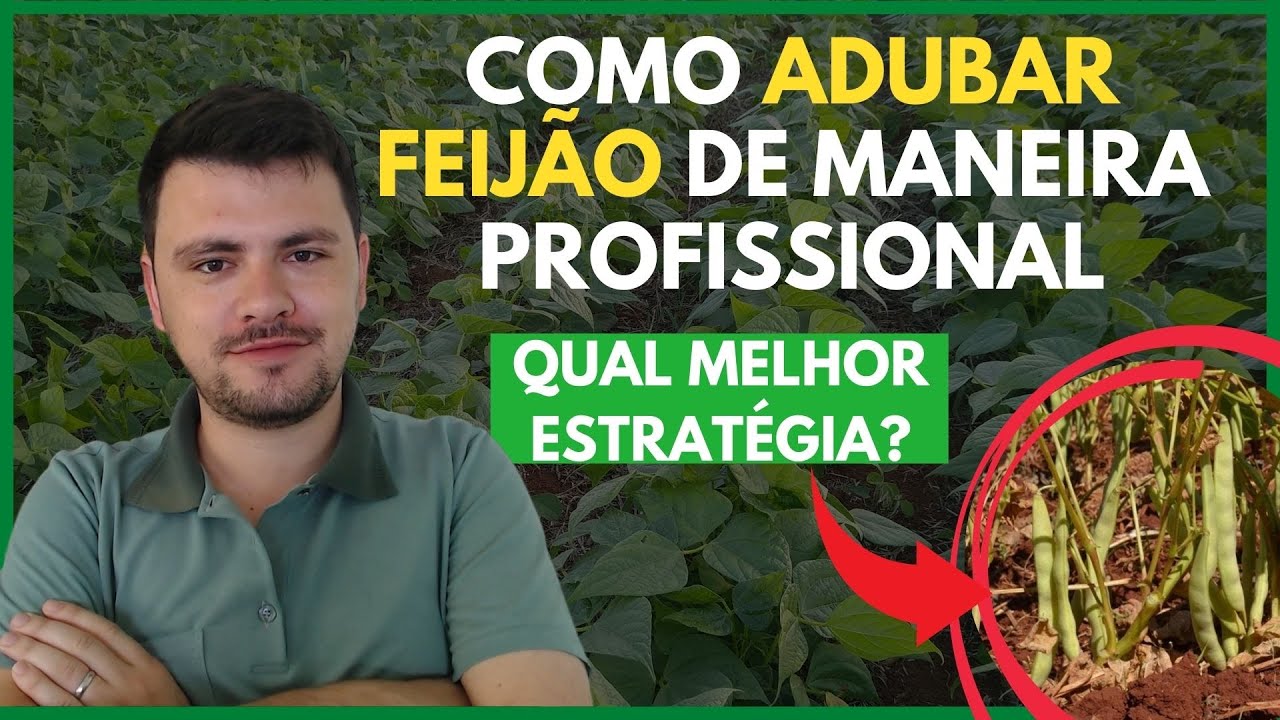 Como adubar FEIJÃO de maneira profissional (Confira no vídeo)