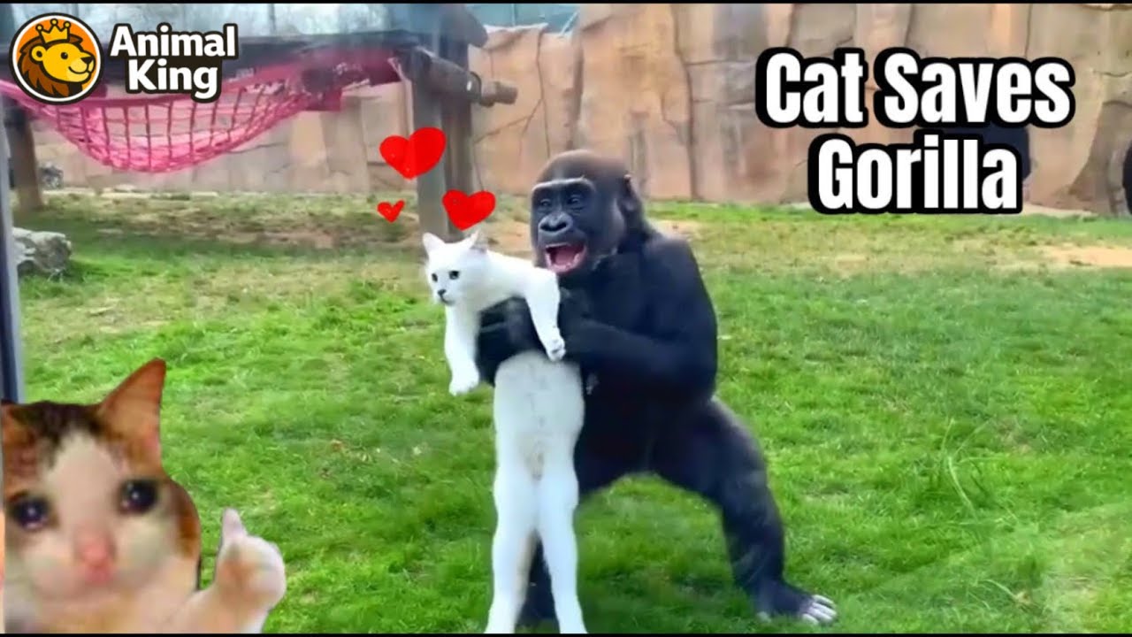 Кот спас жизнь горилле... ДВАЖДЫ