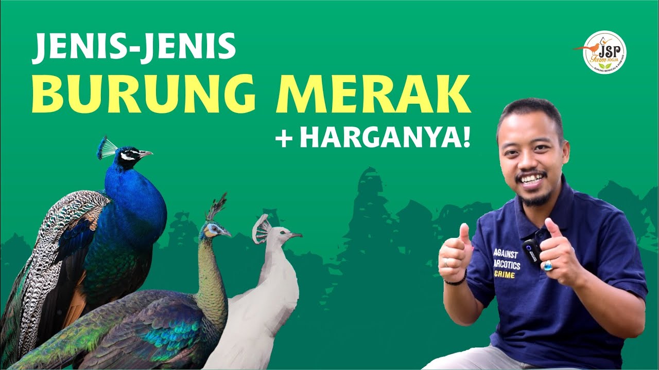 Ada yang Sampai Puluhan Juta⁉️😱 Ternyata Segini Harga Burung Merak Sesuai Jenisnya!