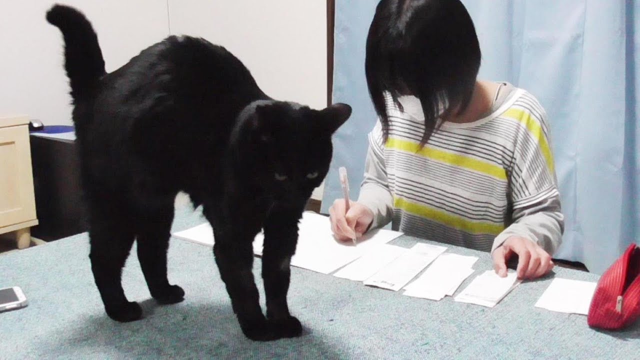 外出自粛中の猫との暮らし