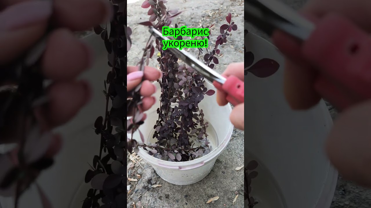 Барбарис укореню! #flowers #plants #садоводничество #цветы #сад #барбарис #размножение