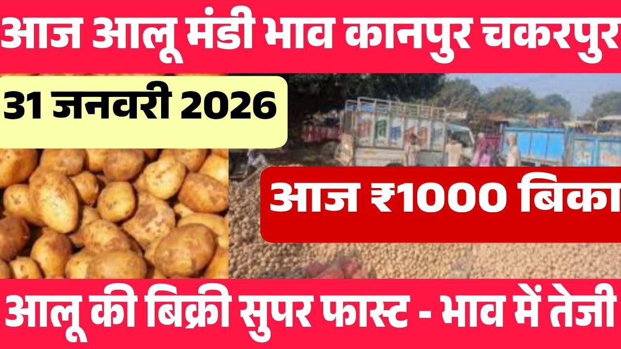 Januaryजनवरी 2026 कानपुर🥔  आलू के भाव chakkarpur Kanpur mandi today #PotatoMarket #azadpurpotato