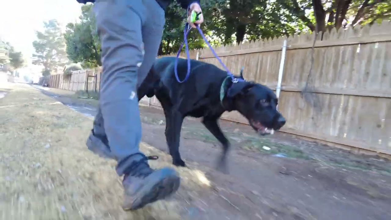 01 Bob the Corso Lab begins his training