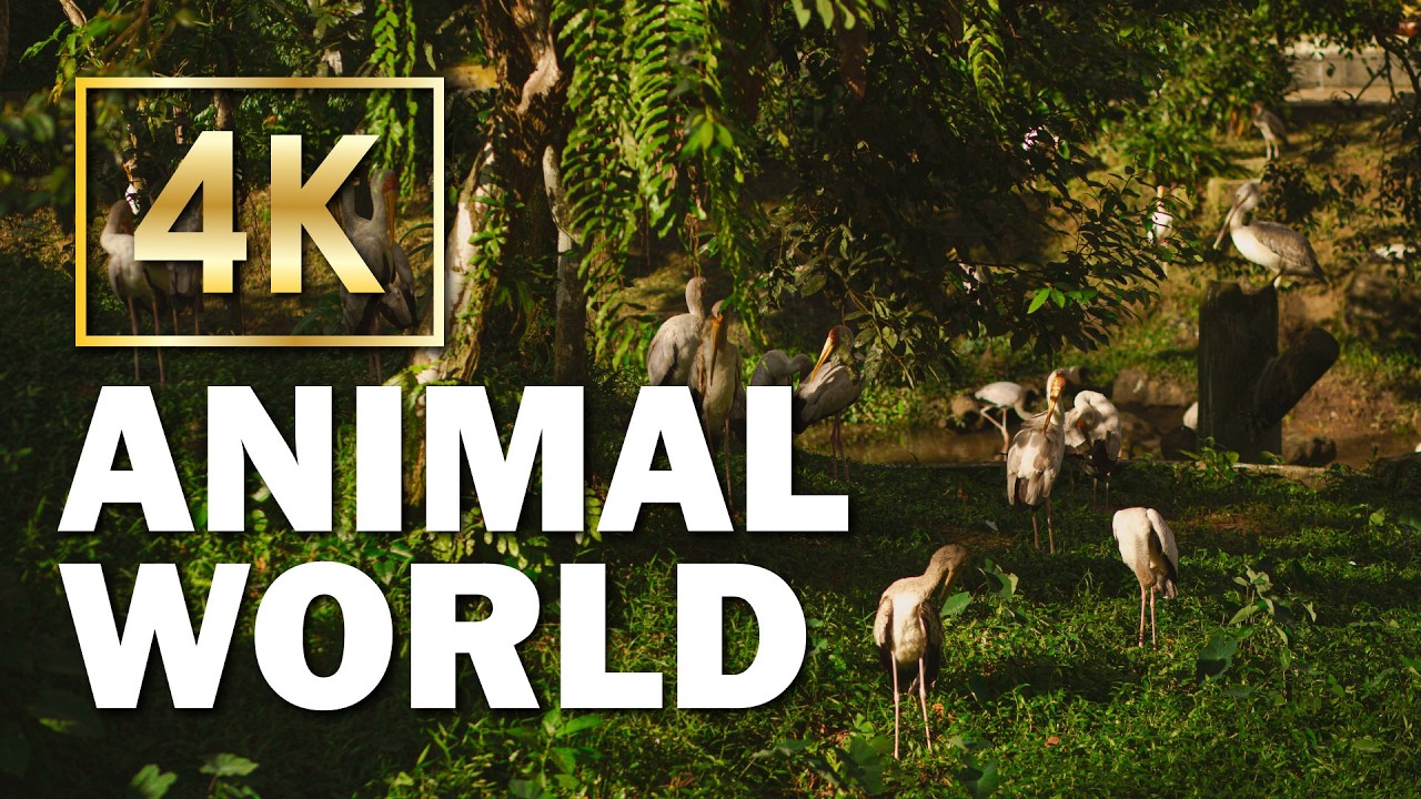 4K Animals World – Ultra HD Wildlife, Nature Relaxation, Scenic Animal Videos