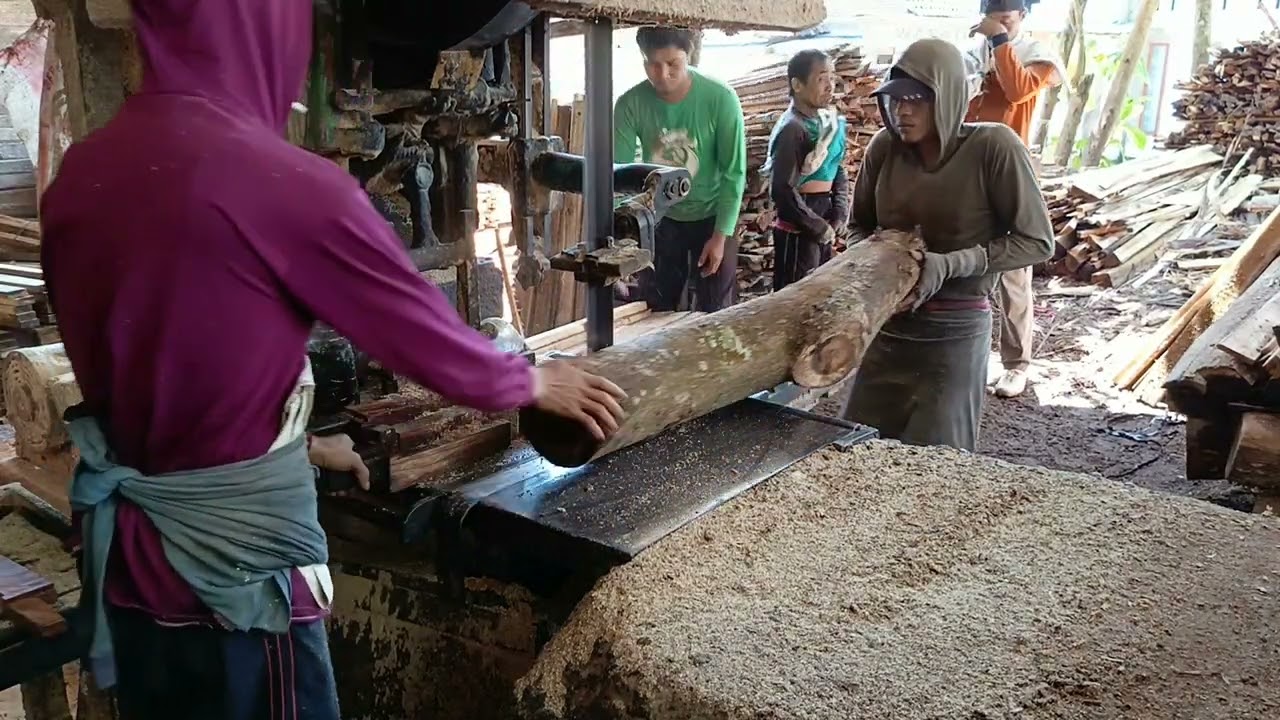 AKASIA MAGNIUM KECIL KECI TP COT LEMPOH