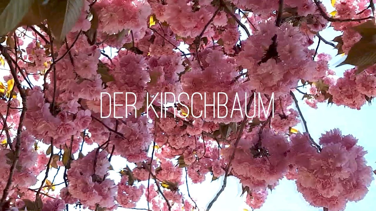 Der Kirschbaum  | WO8+ | Heiko Sunfyah