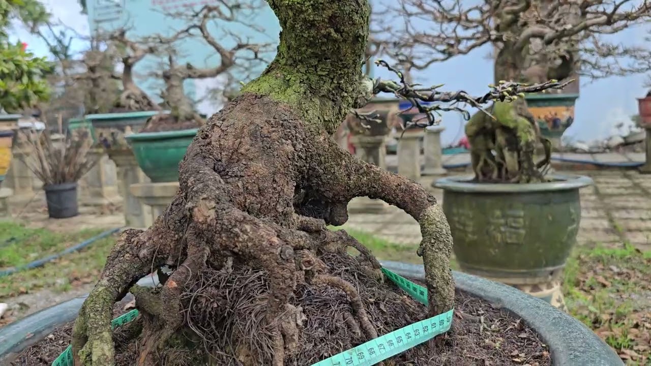 Gl ae 1 cây bonsai  tâm trung . Ghép cúc huyết long. 0935633236