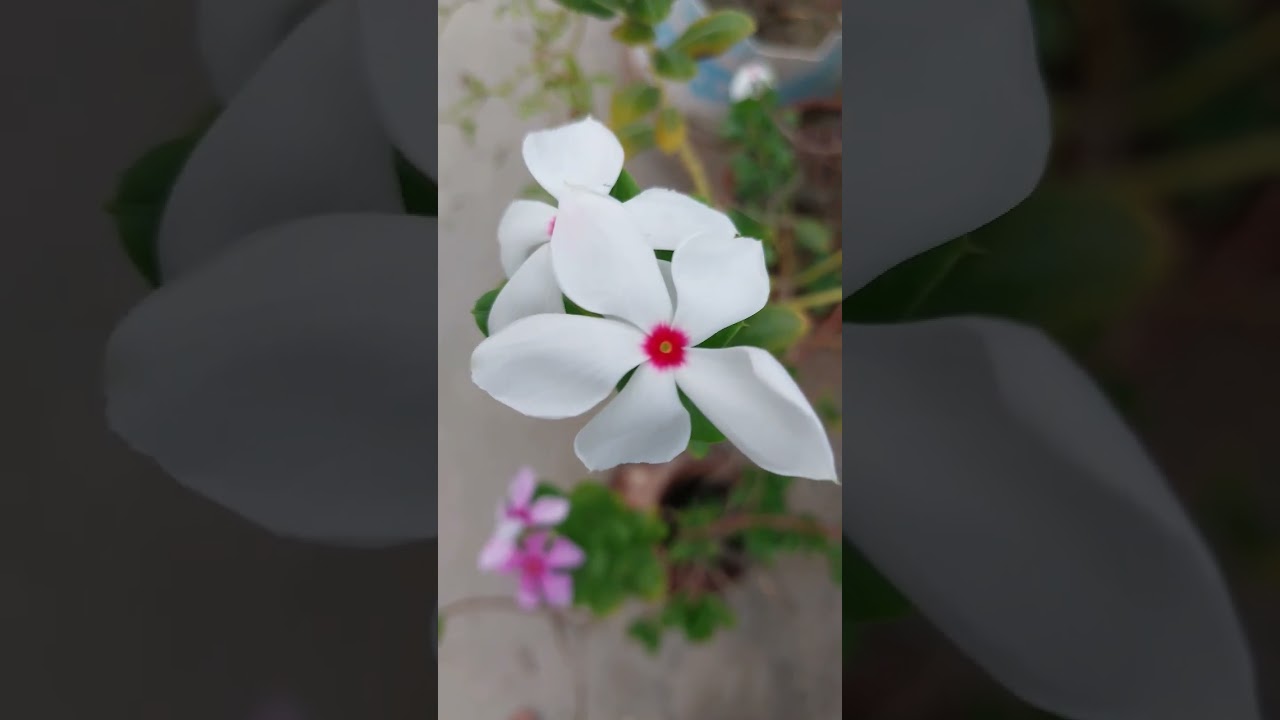 Hindi Old Songs//90's hits songs status video #nature beauty #flowers #youtubeshorts #viral #shorts
