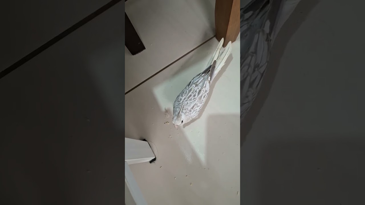 Bebês de asas 