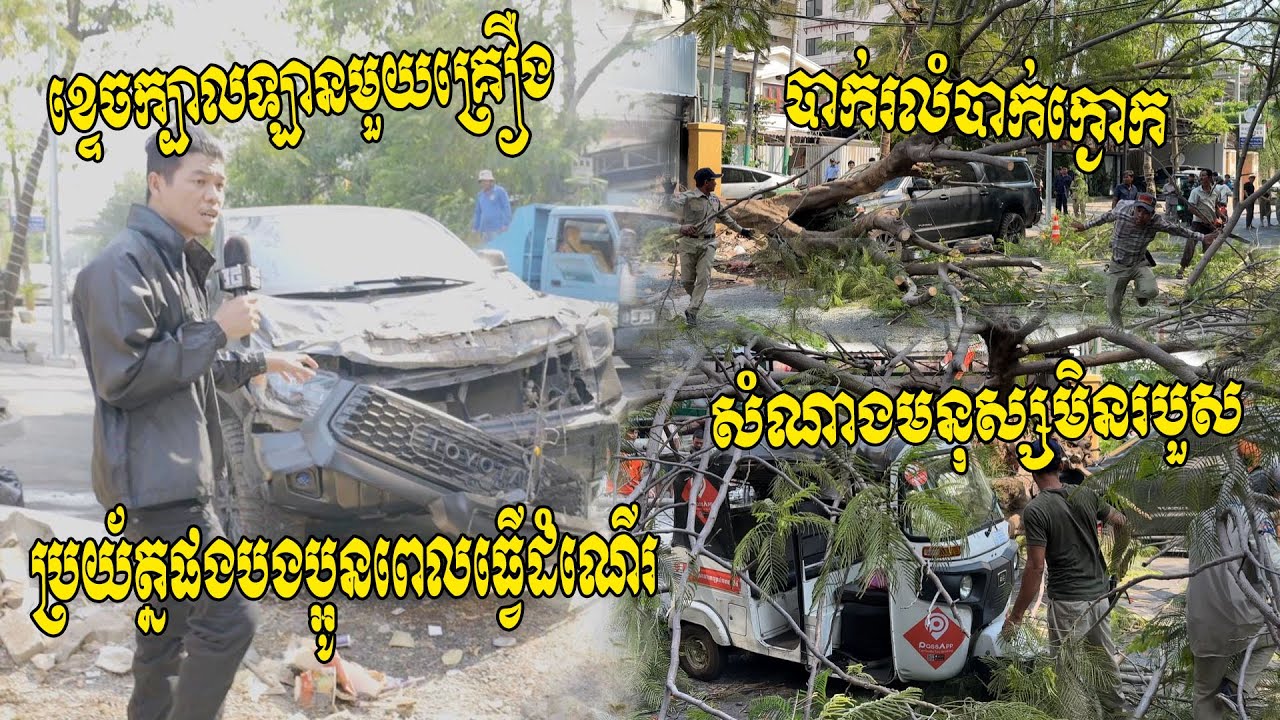 ចែកជើងគ្នារត់ព្រាត! មេឃក្តៅចង់រយះក្បាល គ្មានខ្យល់ភ្លៀងផង ស្រាប់តែបាក់រលំដើមក្ងោកសង្កត់ឡាននិងកង់បី