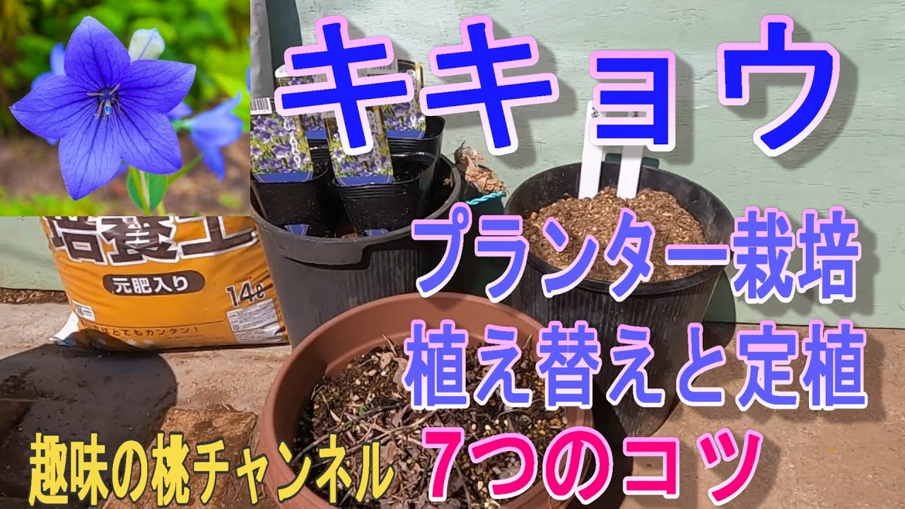 【キキョウ】プランター栽培　植え替えと定植　7つのコツ　25/3/26