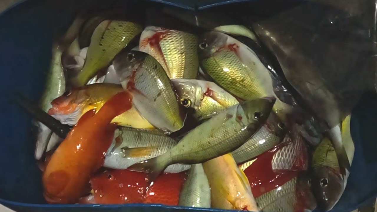 Fishing From Dusk to Dawn, Mauritius Island