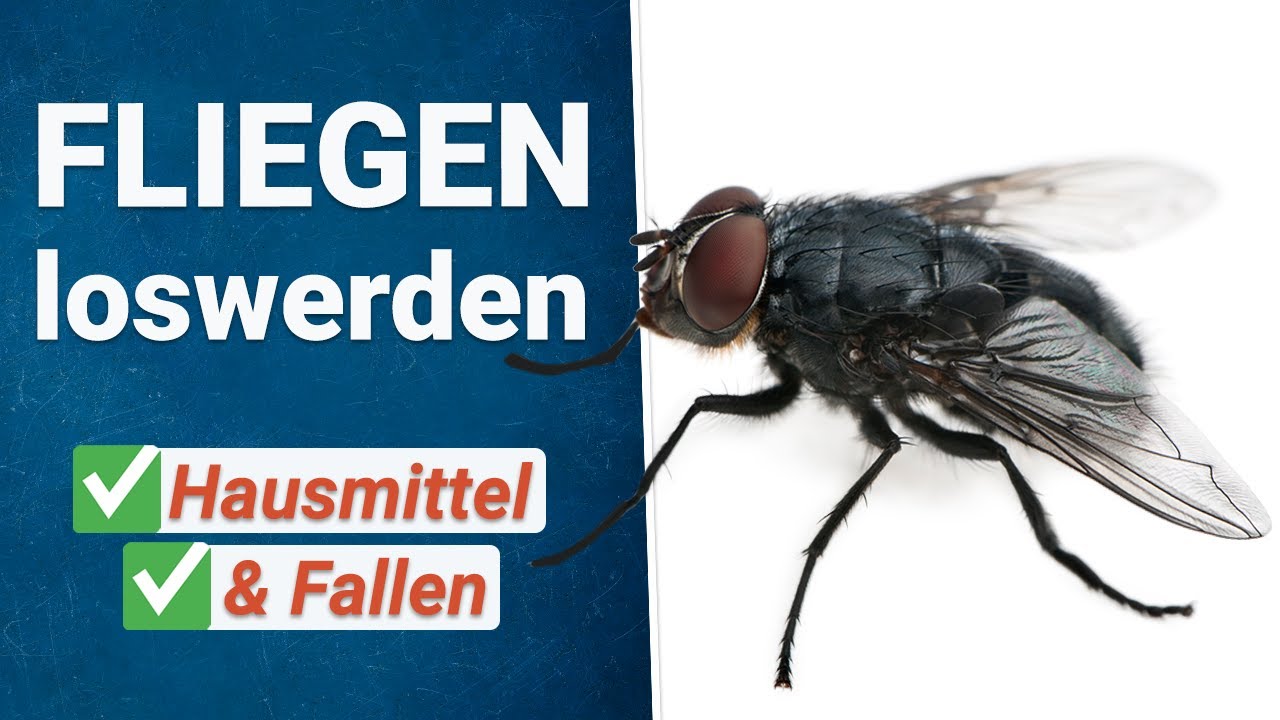 Wie wird man Fliegen im Haus los? ❌ 🪰