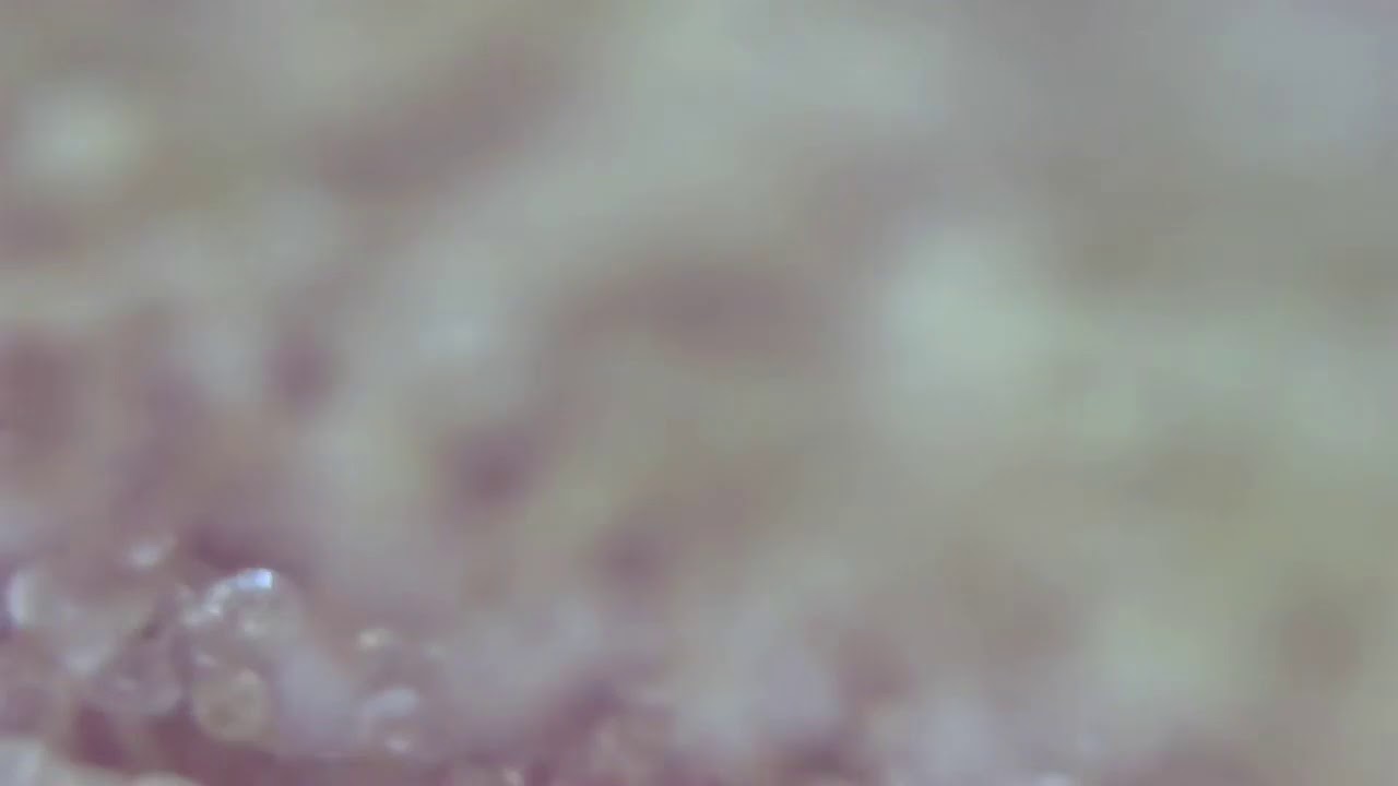 Trichomes at 1000x - super silver haze, flower week 8