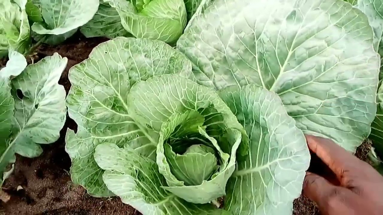 Le choux rapporte des millions par hectare