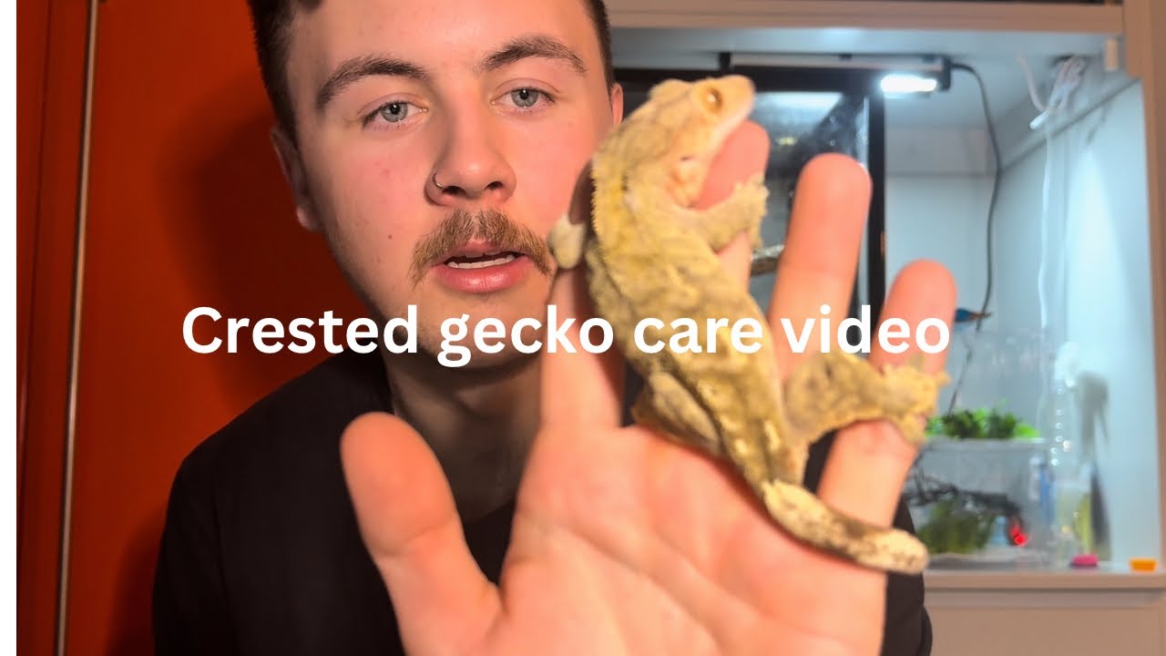 Crested gecko Care Video 2026