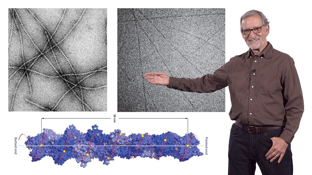 James Spudich (Stanford) 3: Ca2+ regulation of muscle contraction