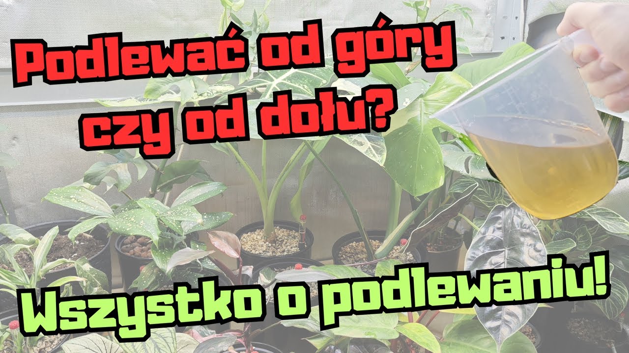 Podlewanie od góry czy od dołu? - Wszystko o podlewaniu roślin domowych! Jak często podlewać?!