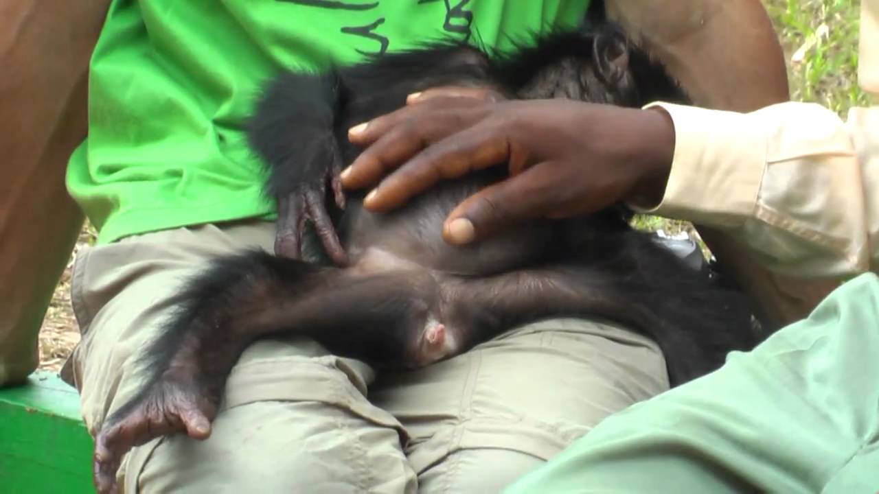 The Bonobo Baby
