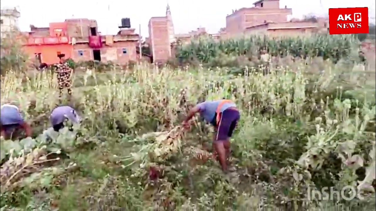 लखीसराय के कोली गांव में अफीम की खेती का हुआ उद्भेदन । मामला हुआ दर्ज। #news #bihar #lakhisarai 