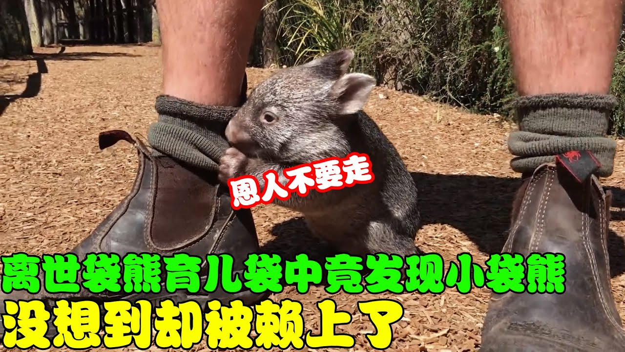 好心人在离世袋熊的育儿袋中，意外救下小袋熊，没想到却被赖上了