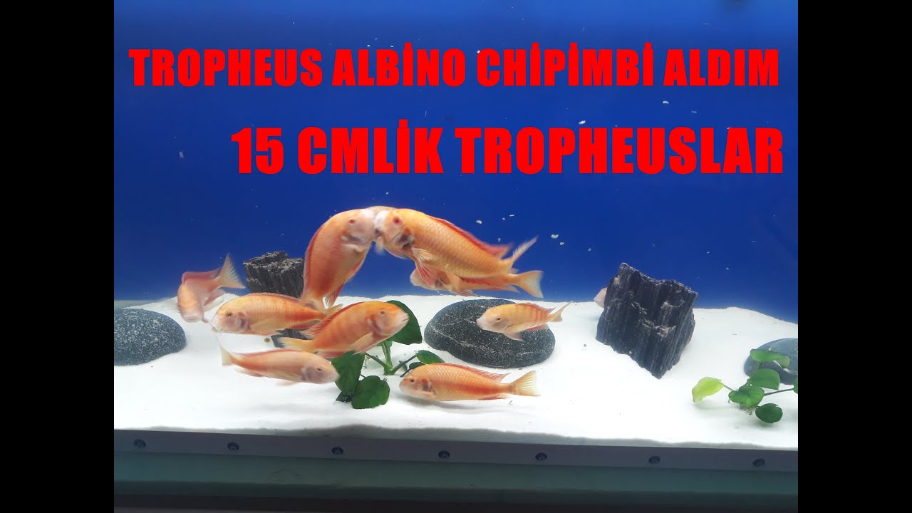 15-12 Cm boylarında TROPHEUS ALBİNO CHİPİMBİ ALDIM