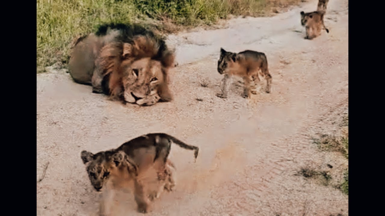 Gijima Male Lion Watching his Cubs & Lionesses Walking by | Styx Pride | Sabi Sands | 22 March 2025