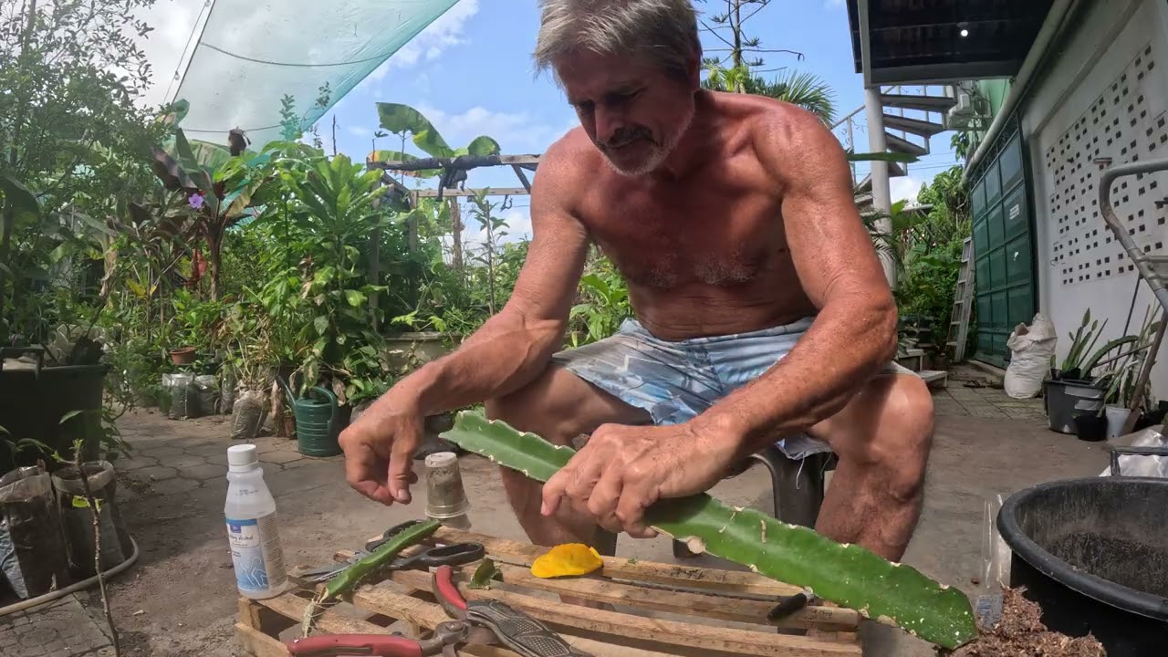 Saving yet Another Angelo's Golden-Yellow dream Pitaya plug by grafting it into a local rootstock..