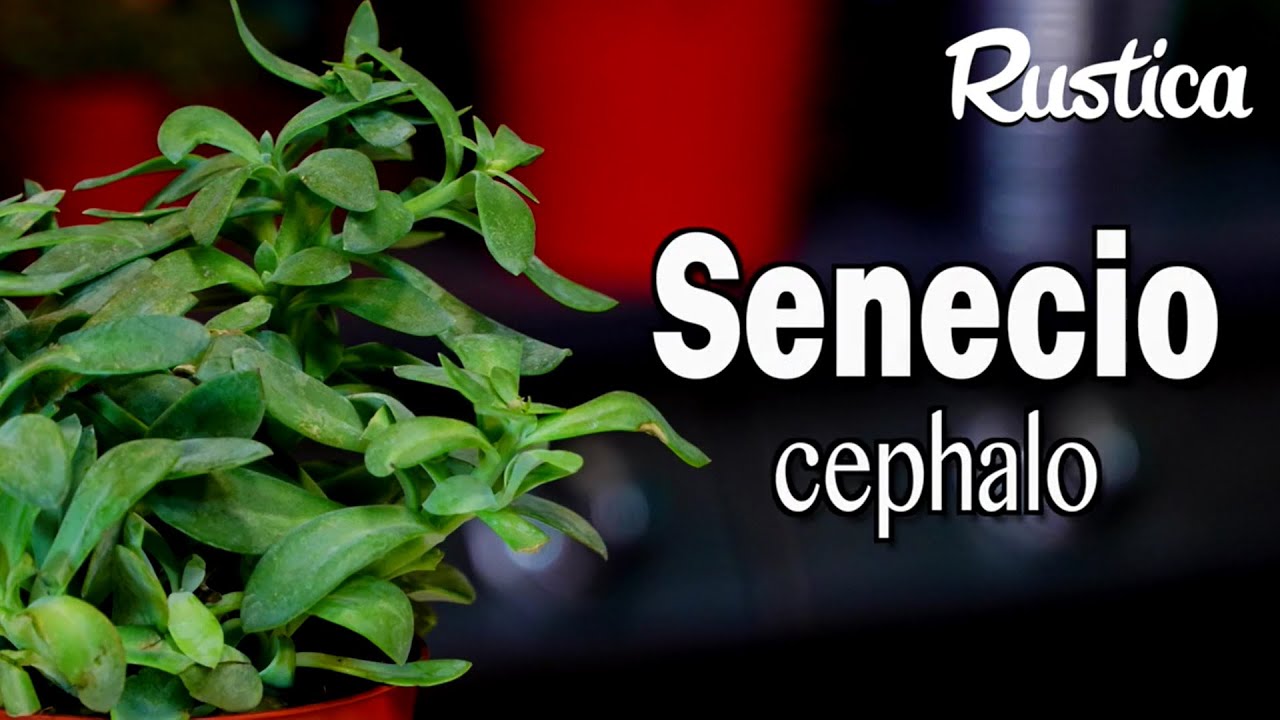 Multiplier un Senecio cephalophorus