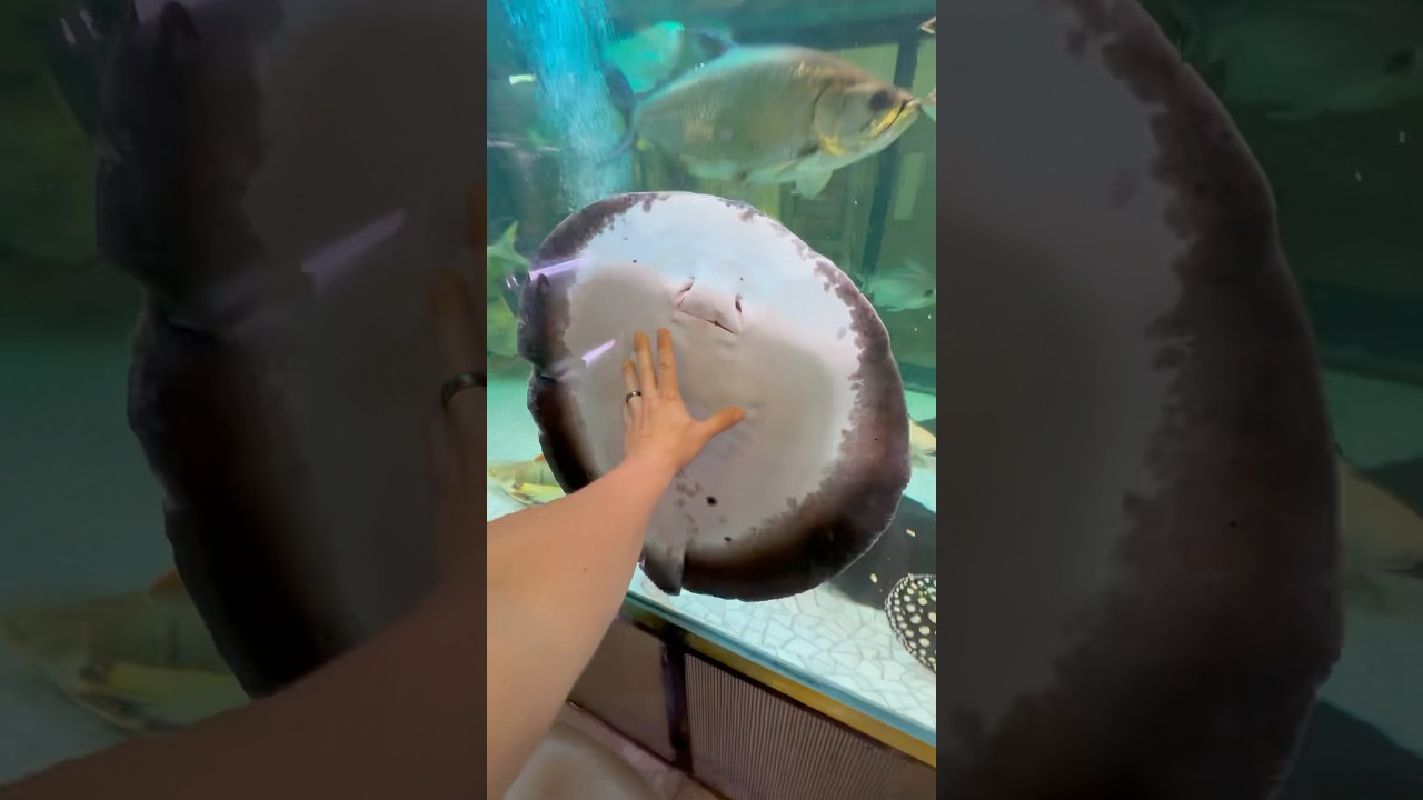 Monster stingray #aquariumfish #fish #stingray