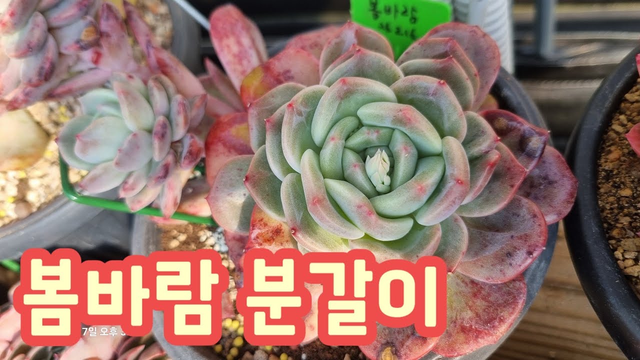 봄바람 사이즈에 맞게 분갈이해요 ~ 