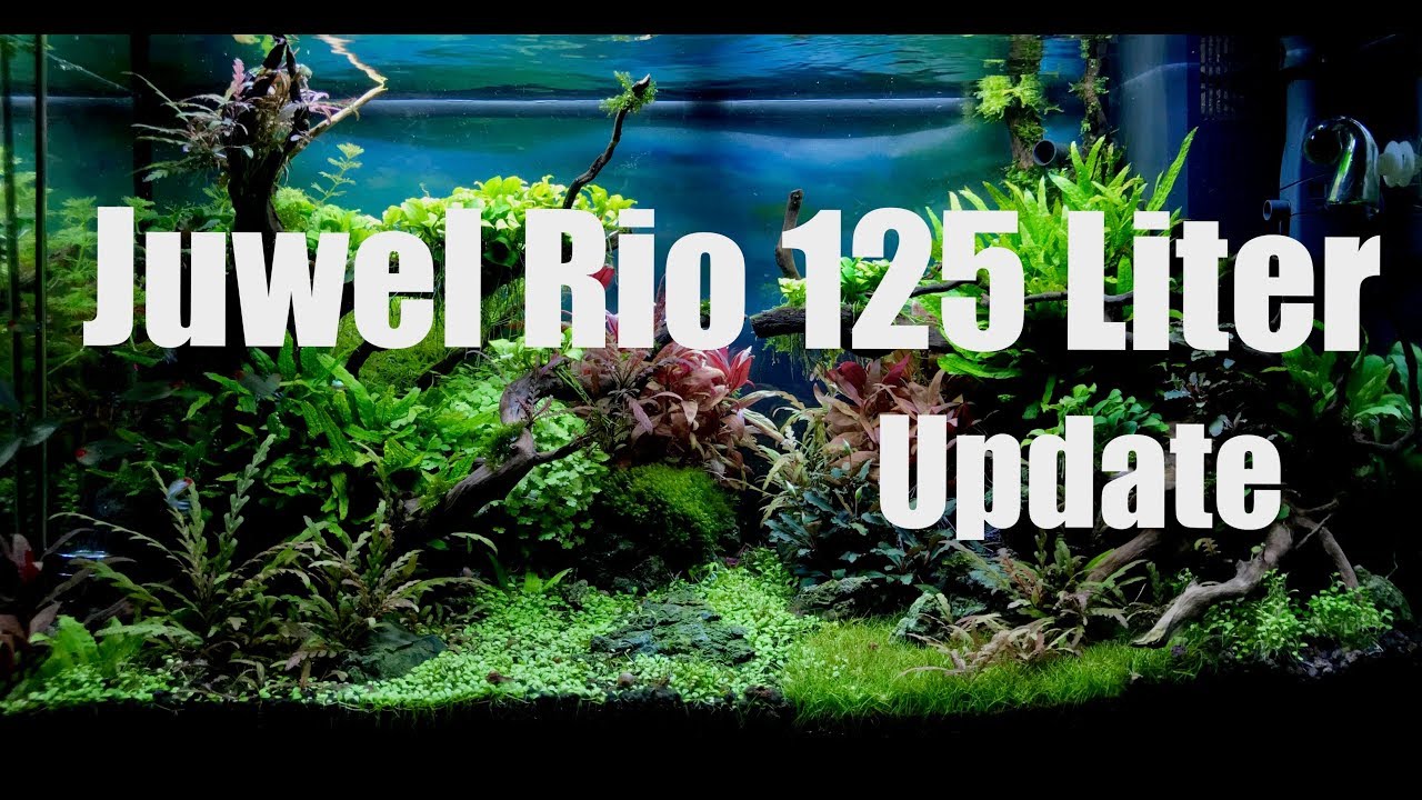 Juwel Rio 125 Liter Aquascape / Update