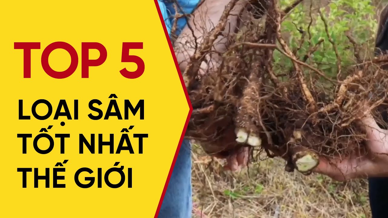 TOP 5 loại SÂM tốt nhất thế giới - Nhân sâm Hàn Quốc chỉ đứng thứ 5