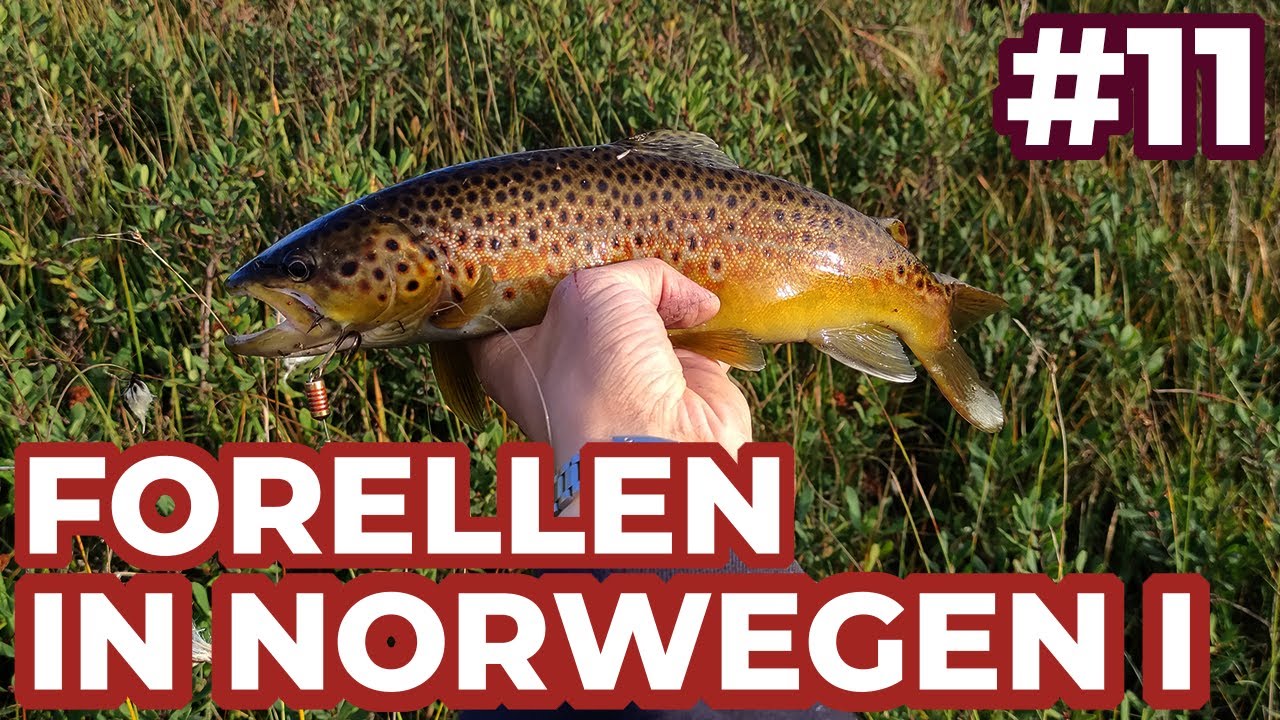 Wilde Forellen in Norwegen I  - ANGELVLOG #11