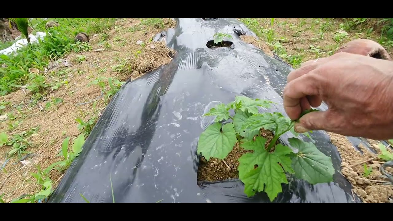 10 DAYS OLD MESTIZA MAX F4 || AMPALAYA FARMING / BITTERGOURD FARMING
