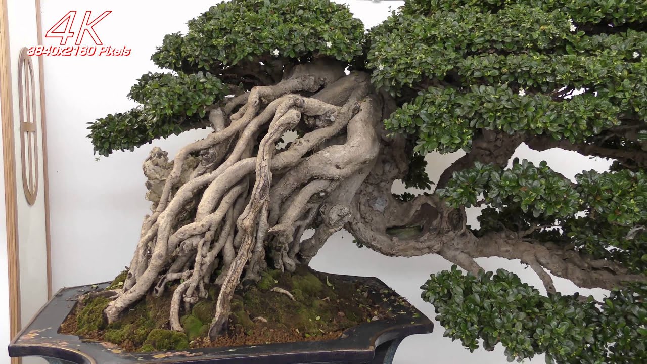 (4K) 2015 第20回臺灣全國盆栽展(2).Taiwan Bonsai Exhibition .華風獎.逸品獎.4K Ultra HD