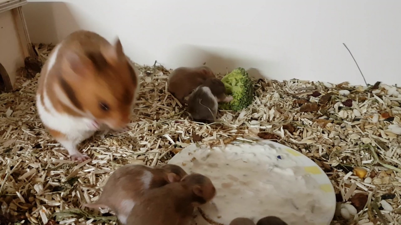 Hamstermania